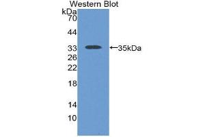 Western Blotting (WB) image for anti-Sodium Hydrogen Exchange Regulatory Cofactor 2 (AA 56-337) antibody (ABIN2119543) (Sodium Hydrogen Exchange Regulatory Cofactor 2 (AA 56-337) Antikörper)