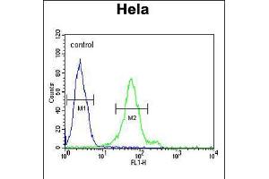 Flow cytometric analysis of Hela cells (right histogram) compared to a negative control cell (left histogram). (DDX47 Antikörper  (C-Term))
