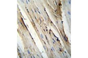 Immunohistochemistry analysis in formalin fixed and paraffin embedded mouse heart tissue reacted with FUT4 Antibody (C-term) followed by peroxidase conjugation of the secondary antibody and DAB staining. (CD15 Antikörper  (C-Term))