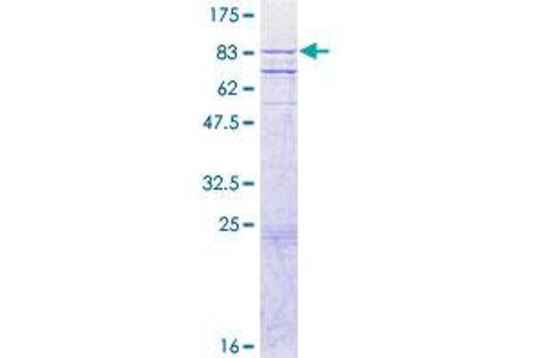 Caspase 10 Protein (AA 1-479) (GST tag)