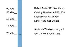 WB Suggested Anti-NXPH3  Antibody Titration: 0. (NXPH3 Antikörper  (N-Term))