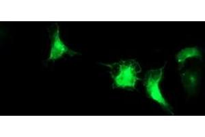 Anti-IRF6 mouse monoclonal antibody (ABIN2454769) immunofluorescent staining of COS7 cells transiently transfected by pCMV6-ENTRY IRF6 (RC201579). (IRF6 Antikörper)
