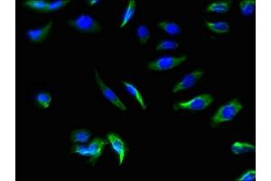 Immunofluorescence staining of A549 cells with ABIN7170140 at 1:66, counter-stained with DAPI. (SLC22A17 Antikörper  (AA 1-99))