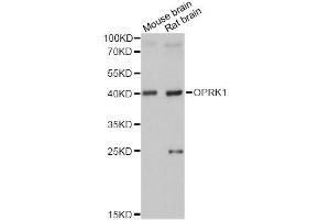 Western blot analysis of extracts of various cell lines, using OPRK1 antibody. (OPRK1 Antikörper  (C-Term))