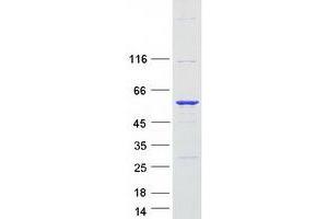 Validation with Western Blot (SERBP1 Protein (Transcript Variant 1) (Myc-DYKDDDDK Tag))