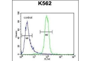 KBTBD5 Antibody (Center) (ABIN654387 and ABIN2844133) flow cytometric analysis of K562 cells (right histogram) compared to a negative control cell (left histogram). (KBTBD5 Antikörper  (AA 349-377))