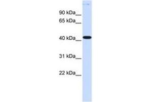 Image no. 1 for anti-Y Box Binding Protein 2 (YBX2) (AA 36-85) antibody (ABIN6740383) (YBX2 Antikörper  (AA 36-85))