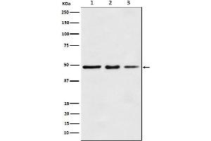 Western blot analysis of eEF1A1 expression in (1) MCF7 cell lysate, (2) Mouse kidney lysate, (2) Rat spleen lysate.