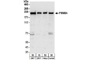 Western Blotting (WB) image for anti-Proteasome (Prosome, Macropain) Activator Subunit 4 (PSME4) (AA 1-50) antibody (ABIN7454980) (PSME4 Antikörper  (AA 1-50))