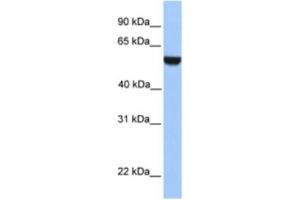 Western Blotting (WB) image for anti-PHD Finger Protein 17 (PHF17) antibody (ABIN2461031) (PHF17 Antikörper)