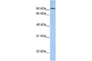 WB Suggested Anti-CLPB Antibody Titration: 0. (CLPB Antikörper  (N-Term))