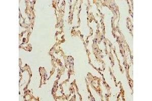 Immunohistochemistry of paraffin-embedded human lung tissue using ABIN7164013 at dilution of 1:100 (KCNS3 Antikörper  (AA 1-180))