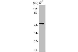 Western Blot analysis of HT29 cells using AR-β1 Polyclonal Antibody (ADRB1 Antikörper  (Internal Region))