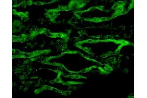 Immunohistochemistry analysis using Rabbit Anti-Aquaporin 4 Polyclonal Antibody . (Aquaporin 4 Antikörper  (C-Term) (Atto 390))