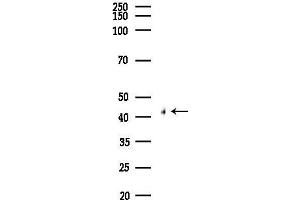 Western blot analysis of lysates from Mouse liver, using HS Antibody at 1/1000 dilution.
