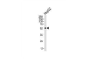 Western blot analysis of lysate from HepG2 cell line, using ADRB2 Antibody (S364) at 1:1000. (beta 2 Adrenergic Receptor Antikörper  (AA 345-373))