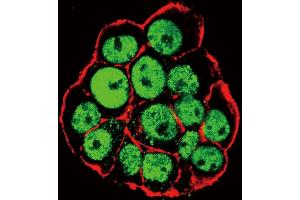 Immunofluorescence (IF) image for anti-Caudal Type Homeobox 2 (CDX2) (pSer283) antibody (ABIN650838)