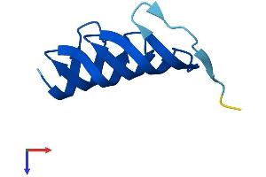 AlphaFold protein structure predicition of Human Recombinant MORN2 Protein, UniprotID Q502X0 (MORN2 Protein (AA 1-79) (Fc Tag))
