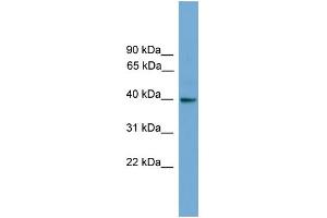 Western Blotting (WB) image for anti-Guanine Nucleotide Binding Protein (G Protein), alpha Inhibiting Activity Polypeptide 3 (GNAI3) (N-Term) antibody (ABIN2787873)