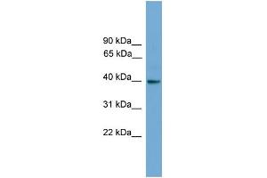 WB Suggested Anti-GNAI3 Antibody Titration: 0. (GNAI3 Antikörper  (N-Term))