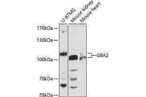 Western blot analysis of extracts of various cell lines, using GB antibody (ABIN6131314, ABIN6140988, ABIN6140989 and ABIN6216604) at 1:3000 dilution. (GBA2 Antikörper  (AA 708-927))