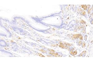 Detection of TPS in Canine Stomach Tissue using Polyclonal Antibody to Tryptase (TPS) (TPSAB1 Antikörper  (AA 151-275))
