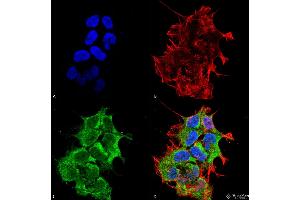 Immunocytochemistry/Immunofluorescence analysis using Mouse Anti-GRP170 Monoclonal Antibody, Clone 6E3-2C3 . (HYOU1 Antikörper  (HRP))