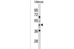G4B Antibody (Center ABIN486299 and ABIN1535680) 19349c western blot analysis in Uterus tissue lysates (35 μg/lane). (ATG4B Antikörper  (AA 239-265))