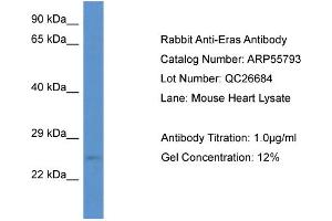 Western Blotting (WB) image for anti-ES cell expressed Ras (ERAS) (N-Term) antibody (ABIN2786372)