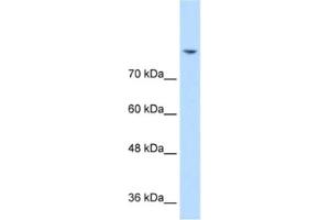 Western Blotting (WB) image for anti-Discs, Large Homolog 2 (DLG2) antibody (ABIN2462725) (DLG2 Antikörper)