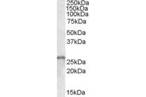 ABIN190830 (1µg/ml) staining of Human Cerebellum lysate (35µg protein in RIPA buffer). (SMN1 / SMN2 (Internal Region) Antikörper)