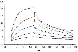 Human Fas, His Tag immobilized on CM5 Chip can bind Human Fas Ligand, His Tag with an affinity constant of 19. (FAS Protein (AA 26-173) (His tag))