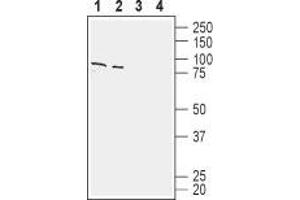 Western blot analysis of human Jurkat T-cell leukemia cell line lysate (lanes 1 and 3) and human Colo 205 colon adenocarcinoma cell line lysate (lanes 2 and 4): - 1,2. (SLC1A4 Antikörper  (C-Term, Intracellular))