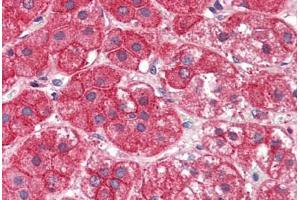 Human Adrenal (formalin-fixed, paraffin-embedded) stained with EXOC7 antibody ABIN337025 at 5 ug/ml followed by biotinylated anti-goat IgG secondary antibody ABIN481715, alkaline phosphatase-streptavidin and chromogen. (EXOC7 Antikörper  (AA 453-464))