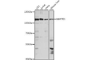 Western blot analysis of extracts of various cell lines, using MD1 antibody (ABIN7268401) at 1:1000 dilution. (MAP7D1 Antikörper  (AA 200-460))