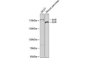 BCL9 Antikörper