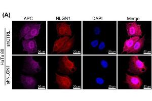 Confocal microscopy analysis of NLGN1(red) and APC (magenta) co-staining in HuTu 80 cells. (Neuroligin 1 Antikörper  (C-Term, Intracellular))