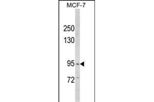 Western blot analysis of VPS53 Antibody (N-term) (ABIN652486 and ABIN2842328) in MCF-7 cell line lysates (35 μg/lane). (VPS53 Antikörper  (N-Term))