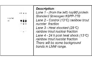 Lane 1 - (from the left) hsp90 protein Standard Stressgen #SPP-770 Lane 2 - Control (13°C) ranibow trout nucelar fraction Lane 3 - Heat shocked (25°C) rainbow trout nuclear fraction Lane 4 - 24 h post heat shock (13°C) rainbow trout nucelar fraction There will be some background bands in LMW range. (HSP90 Antikörper)
