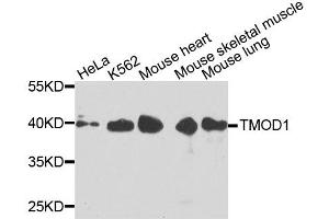 Western blot analysis of extracts of various cell lines, using TMOD1 antibody (ABIN6003523) at 1/1000 dilution. (Tropomodulin 1 Antikörper)