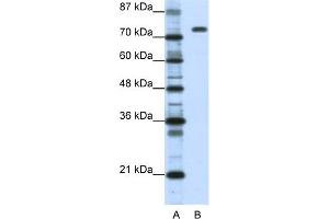 WB Suggested Anti-NCL Antibody Titration:  1.