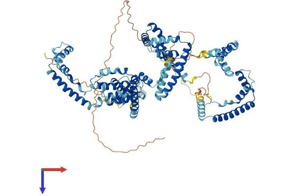 UBTF Protein (AA 1-764) (His tag)