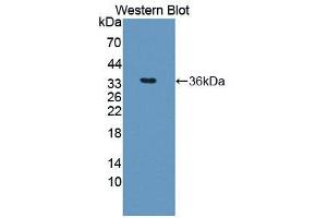 Western blot analysis of recombinant Human ARG. (ARG Antikörper  (AA 1-322))