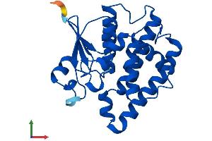Protein Structure (PS) image for Glutathione Transferase zeta 1 (Maleylacetoacetate Isomerase) (GSTZ1) (AA 1-216) protein (His tag) (ABIN7549191)