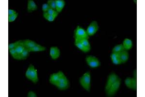 Immunofluorescence staining of HepG2 cells with ABIN7157929 at 1:33, counter-stained with DAPI. (LCE3C Antikörper  (AA 1-94))