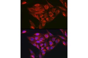 Immunofluorescence analysis of U2OS cells using NDUFB8 Rabbit pAb (ABIN7268814) at dilution of 1:100 (40x lens). (NDUFB8 Antikörper)