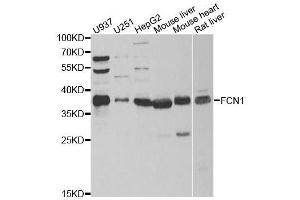 Western blot analysis of extracts of various cell lines, using FCN1 antibody. (FCN1 Antikörper  (AA 30-326))