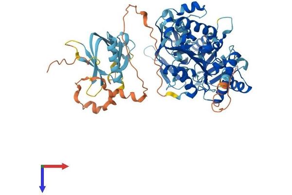 PIF1 Protein (AA 1-641) (His tag)