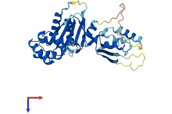 CENPN Protein (AA 1-339) (His tag)
