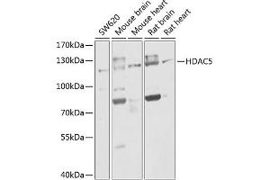 HDAC5 Antikörper  (AA 550-650)